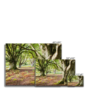 Wise old beeches