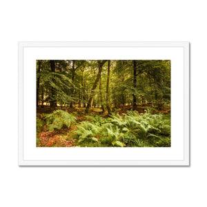 Fern view