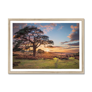Sunset forest landscape