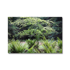 Baby Beech spring
