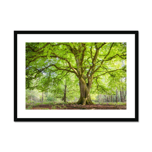 Emerald canopy forest scene