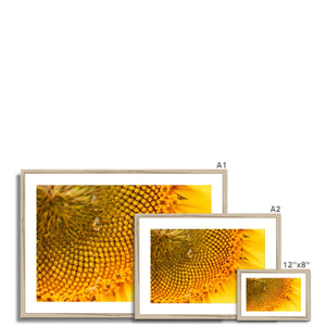 Sun Flower 3