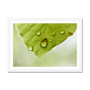 Leaf droplets 4