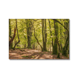 Deep forest shadows