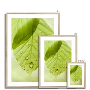 Leaf droplets 5