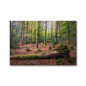 Tranquil autumn woodland