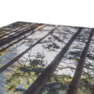 Shadows of the pines