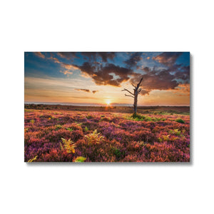 Heather Sunset