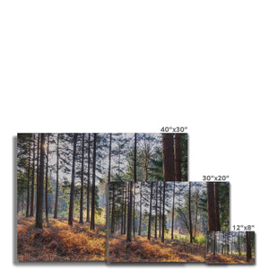 Shadows of the pines