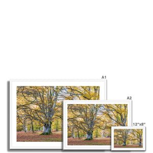 Autumn Beeches