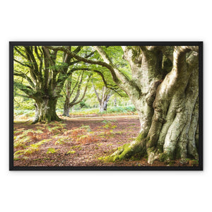 Wise old beeches