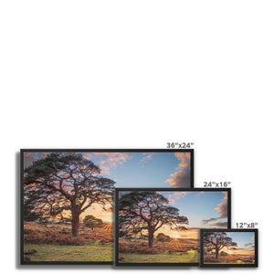 Sunset forest landscape