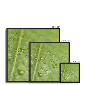 Leaf droplets 2