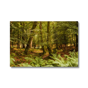 Fern view