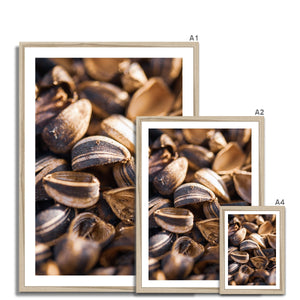 Sun Flower seeds shells