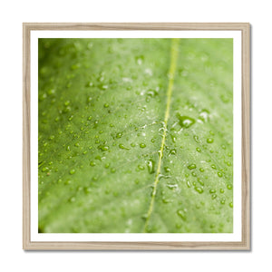 Leaf droplets