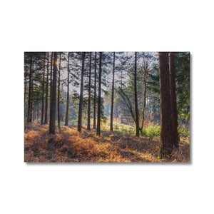 Shadows of the pines