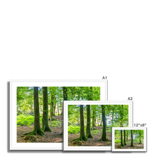 Spring Beeches