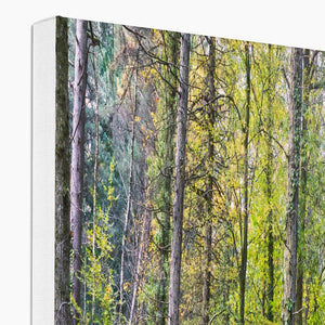 Tranquil autumn woodland