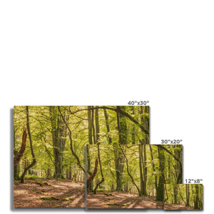 Deep forest shadows
