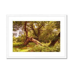 Woodland Wonder