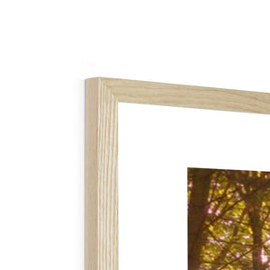 In the Shadow of Trees