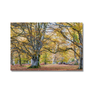 Autumn Beeches