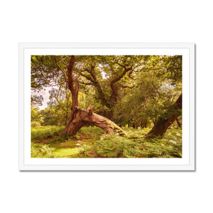 Woodland Wonder
