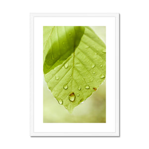 Leaf droplets 5