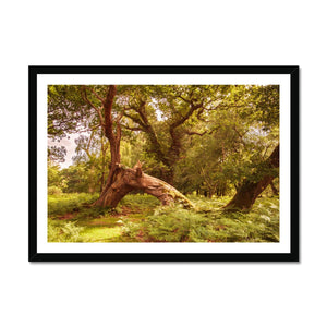 Woodland Wonder