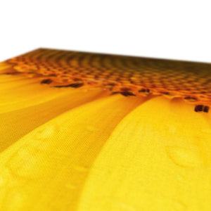 Sun Flower 4