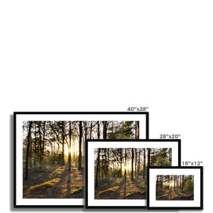Evening forest sun