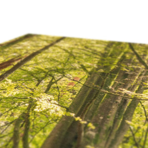 Deep forest shadows