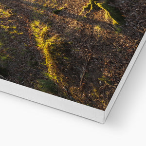 Evening forest sun