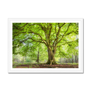 Emerald canopy forest scene
