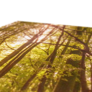 In the Shadow of Trees