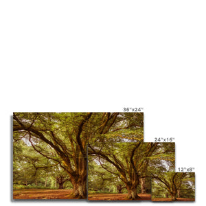 3 Beeches