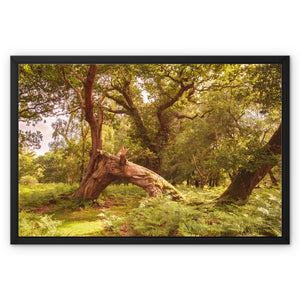 Woodland Wonder