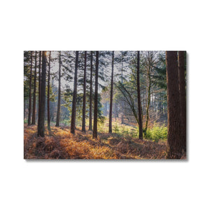 Shadows of the pines