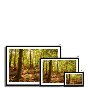 Serene Forest
