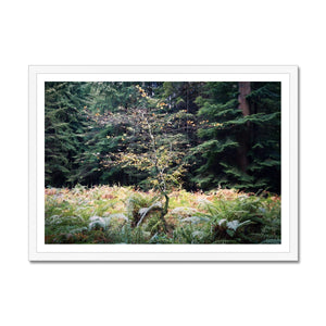 Baby beech Autumn