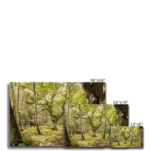 Silent woods