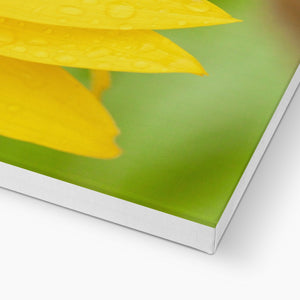 Sun Flower 4