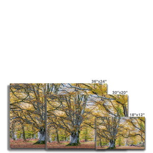 Autumn Beeches