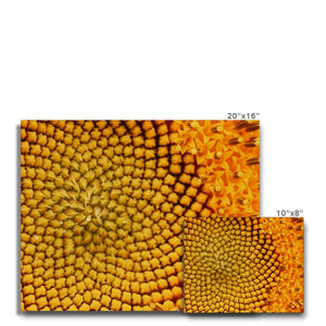 Sun flower 1