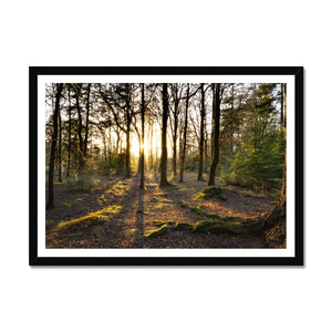 Evening forest sun