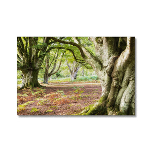 Wise old beeches
