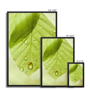 Leaf droplets 5