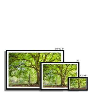 Emerald canopy forest scene