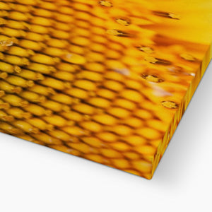 Sun Flower 3